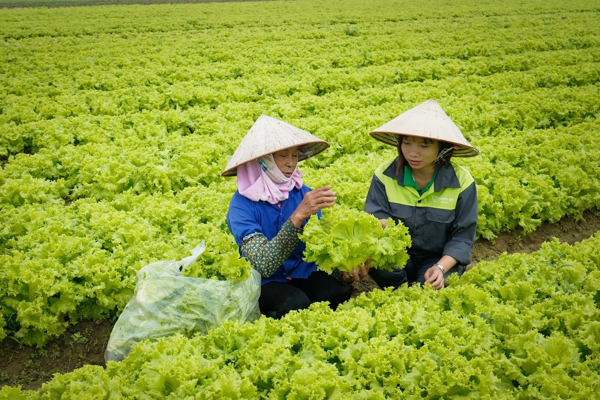 hay-de-nguoi-nong-dan-tu-kiem-soat-an-toan-thuc-pham-105805-191-1775449667.webp