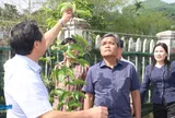 Đánh thức tiềm năng nông nghiệp ở Sơn Tây Thượng