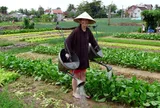 Du lịch nông nghiệp trải nghiệm: Khơi nguồn giá trị nội sinh văn hóa làng quê để phát triển bền vững