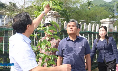 Đánh thức tiềm năng nông nghiệp ở Sơn Tây Thượng