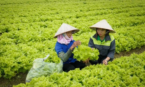 Kiểm soát an toàn thực phẩm từ gốc: Vai trò của nông nghiệp thông minh 
