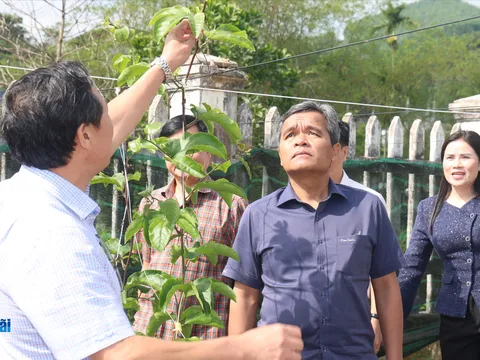 Đánh thức tiềm năng nông nghiệp ở Sơn Tây Thượng