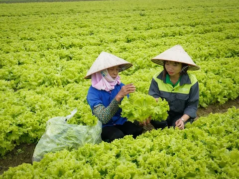 Kiểm soát an toàn thực phẩm từ gốc: Vai trò của nông nghiệp thông minh 