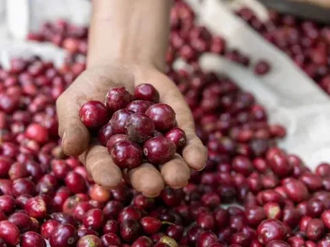 Giá cà phê hôm nay 21/1/2026: "Bốc hơi" 1.400 đồng/kg